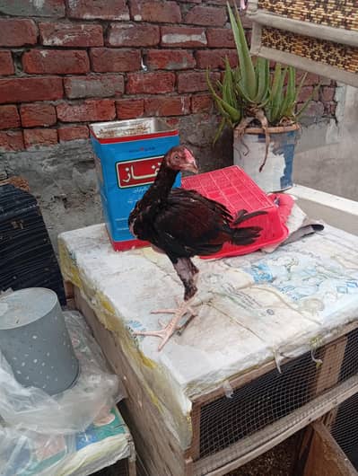 aseel male and female 2500 per pice