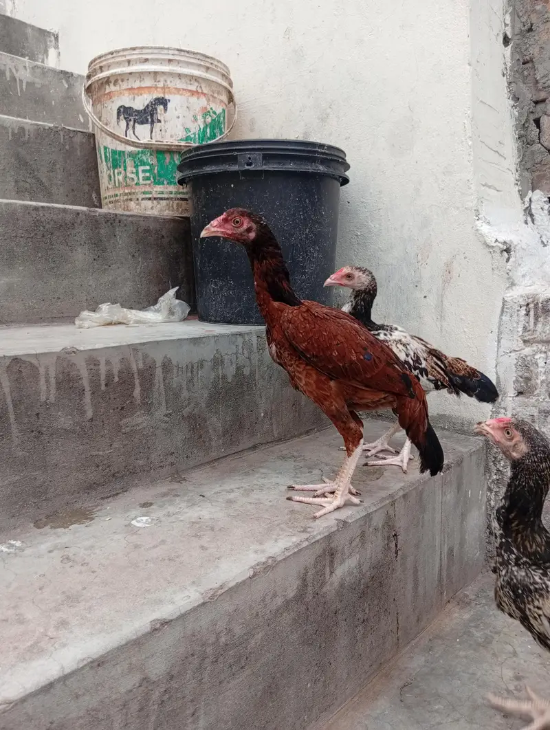 aseel male and female 2500 per pice — photo 3