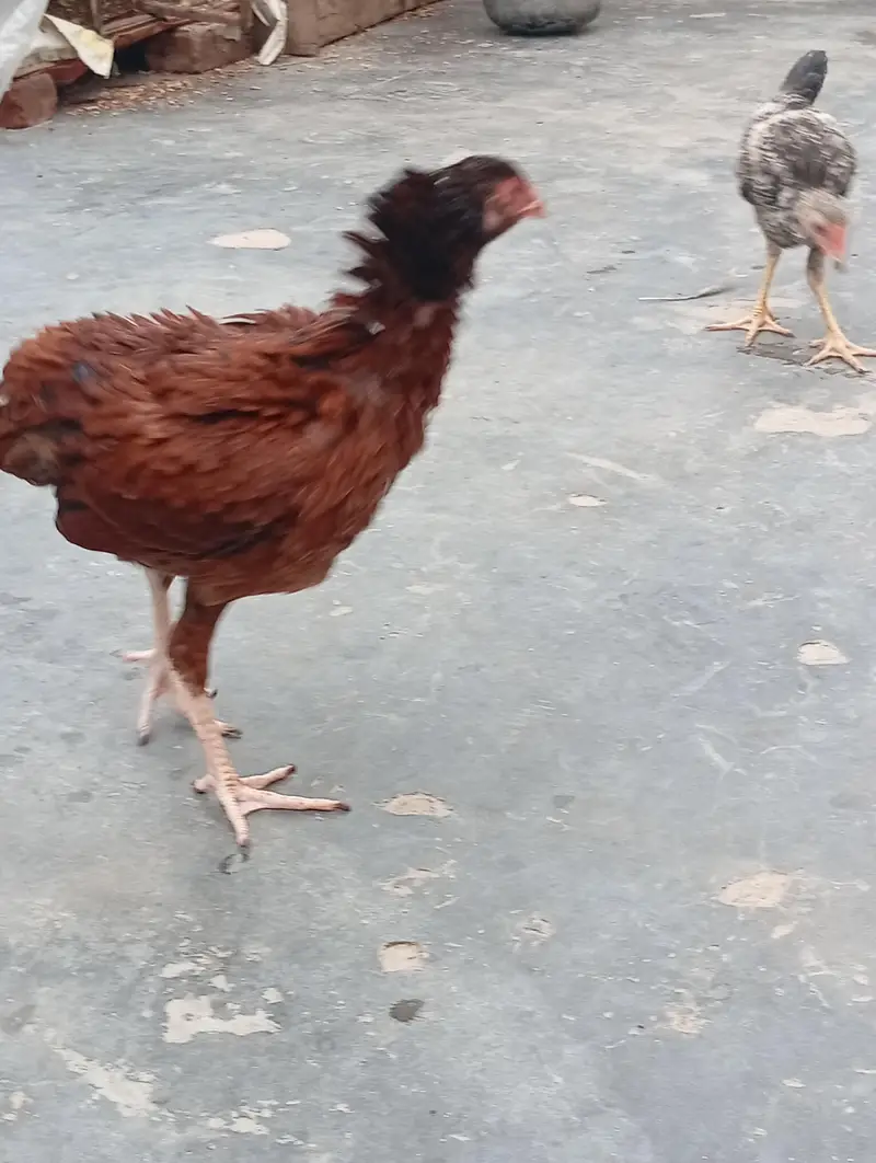 aseel male and female 2500 per pice — photo 4
