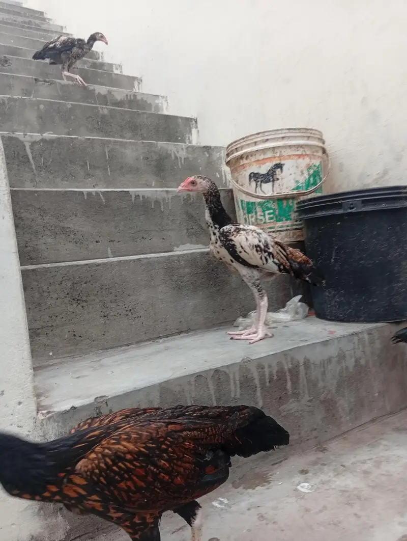 aseel male and female 2500 per pice — photo 6