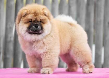 TOP QUALITY CHOW CHOW PUPPY AVAILABLE FOR IMPORT