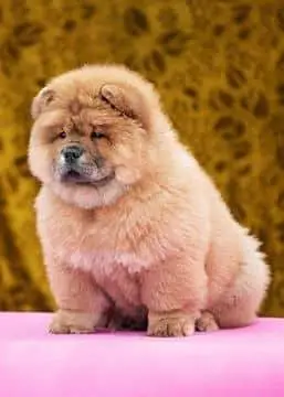 TOP QUALITY CHOW CHOW PUPPY AVAILABLE FOR IMPORT — photo 2