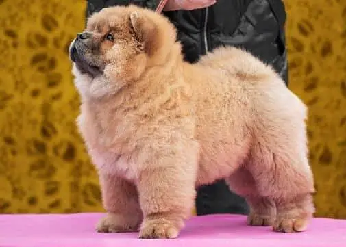 TOP QUALITY CHOW CHOW PUPPY AVAILABLE FOR IMPORT — photo 3
