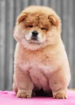 TOP QUALITY CHOW CHOW PUPPY AVAILABLE FOR IMPORT — photo 4