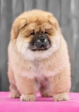 TOP QUALITY CHOW CHOW PUPPY AVAILABLE FOR IMPORT — photo 5
