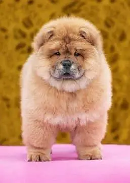 TOP QUALITY CHOW CHOW PUPPY AVAILABLE FOR IMPORT — photo 6