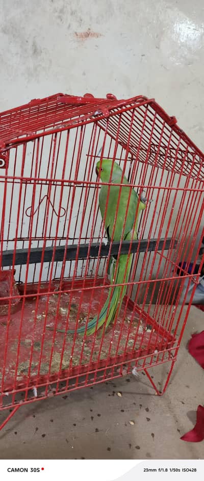 male for sale h  03052807081