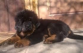 IMPORTED TIBETAN MASTIFF PUPPIES ARE AVAILABLE FOR IMPORT