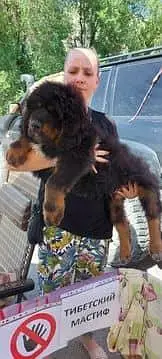 IMPORTED TIBETAN MASTIFF PUPPIES ARE AVAILABLE FOR IMPORT — photo 2