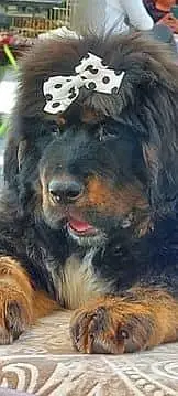 IMPORTED TIBETAN MASTIFF PUPPIES ARE AVAILABLE FOR IMPORT — photo 3