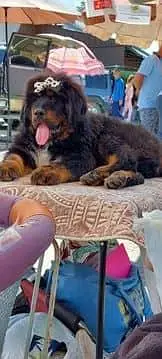 IMPORTED TIBETAN MASTIFF PUPPIES ARE AVAILABLE FOR IMPORT — photo 4