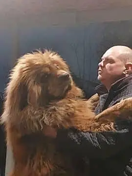 IMPORTED TIBETAN MASTIFF PUPPIES ARE AVAILABLE FOR IMPORT — photo 5