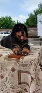 IMPORTED TIBETAN MASTIFF PUPPIES ARE AVAILABLE FOR IMPORT — photo 6