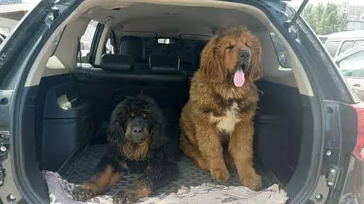 IMPORTED TIBETAN MASTIFF PUPPIES ARE AVAILABLE FOR IMPORT — photo 7