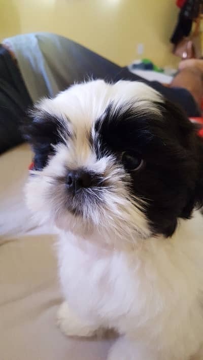 Shihtzu puppy Female 03075273683