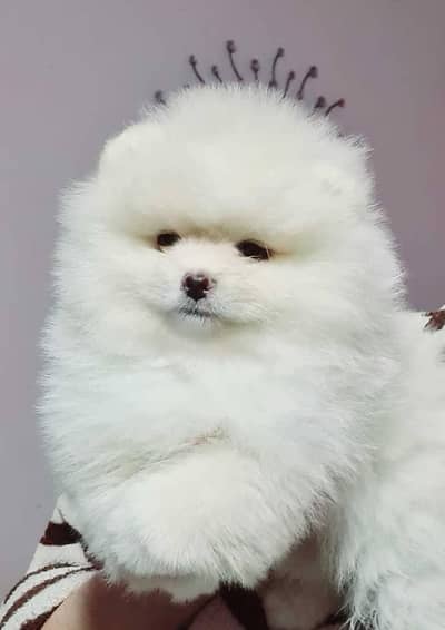 TOP QUALITY POMERANIAN PUPPIES ARE AVAILABLE FOR IMPORT