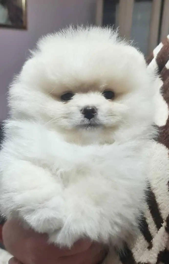 TOP QUALITY POMERANIAN PUPPIES ARE AVAILABLE FOR IMPORT — photo 2