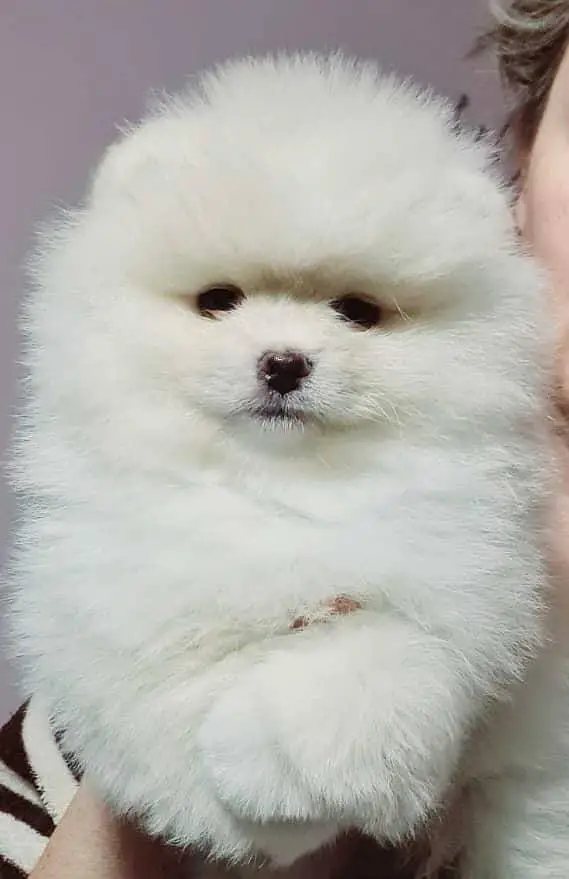 TOP QUALITY POMERANIAN PUPPIES ARE AVAILABLE FOR IMPORT — photo 3