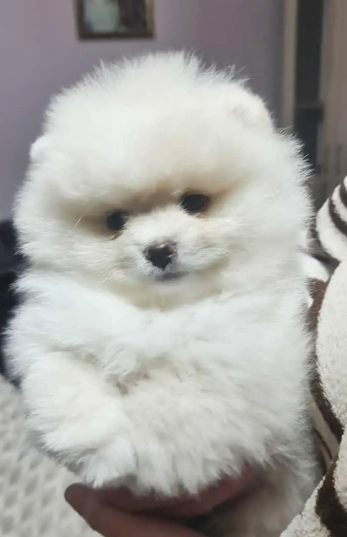TOP QUALITY POMERANIAN PUPPIES ARE AVAILABLE FOR IMPORT — photo 4
