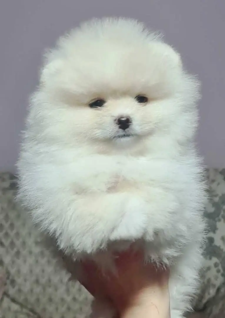 TOP QUALITY POMERANIAN PUPPIES ARE AVAILABLE FOR IMPORT — photo 5