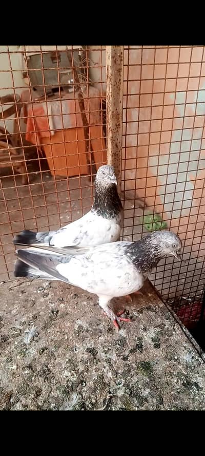 motiwali femali ,silver pear . ,teddy femail