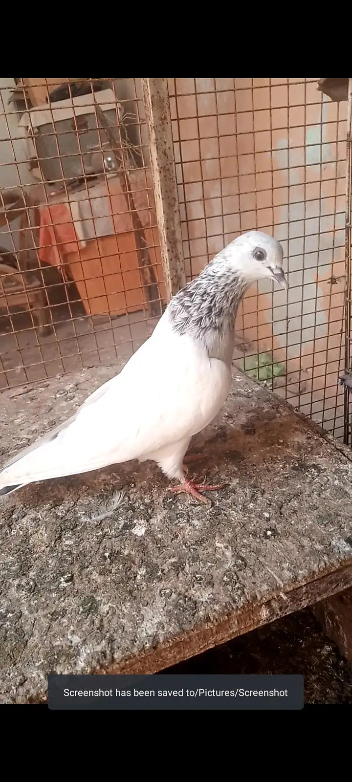 motiwali femali ,silver pear . ,teddy femail — photo 2