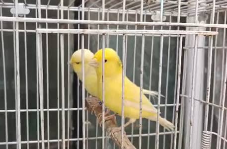 Cannary Birds
