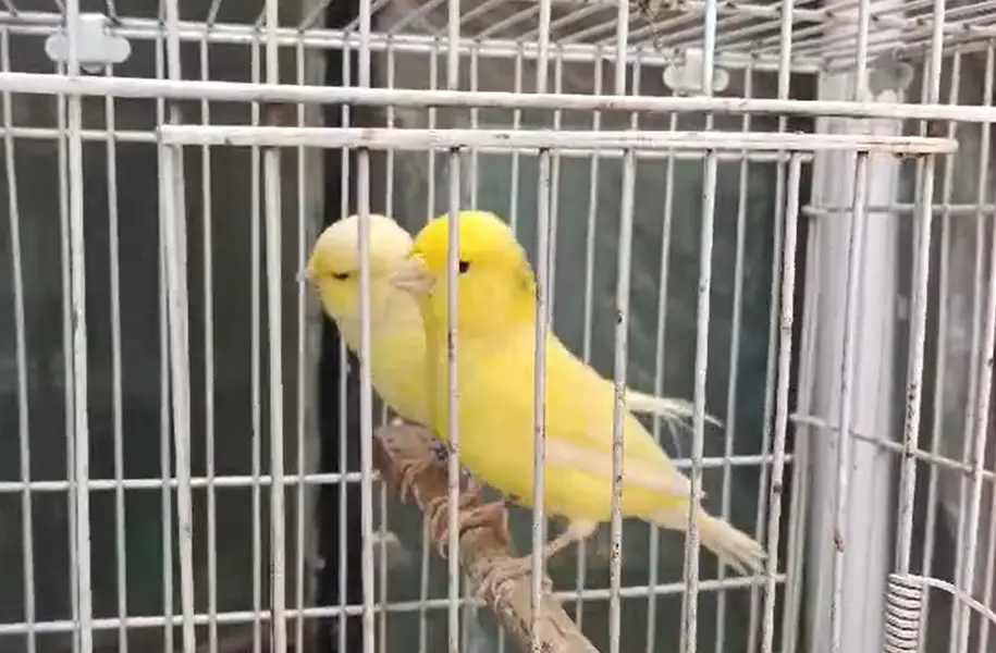 Cannary Birds