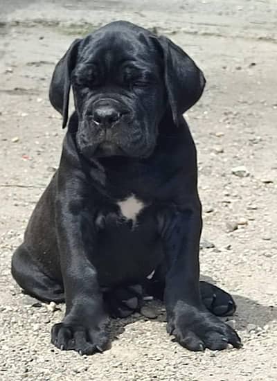 IMPORTED CANE CORSO PUPPIES ARE AVAILABLE FOR SALE