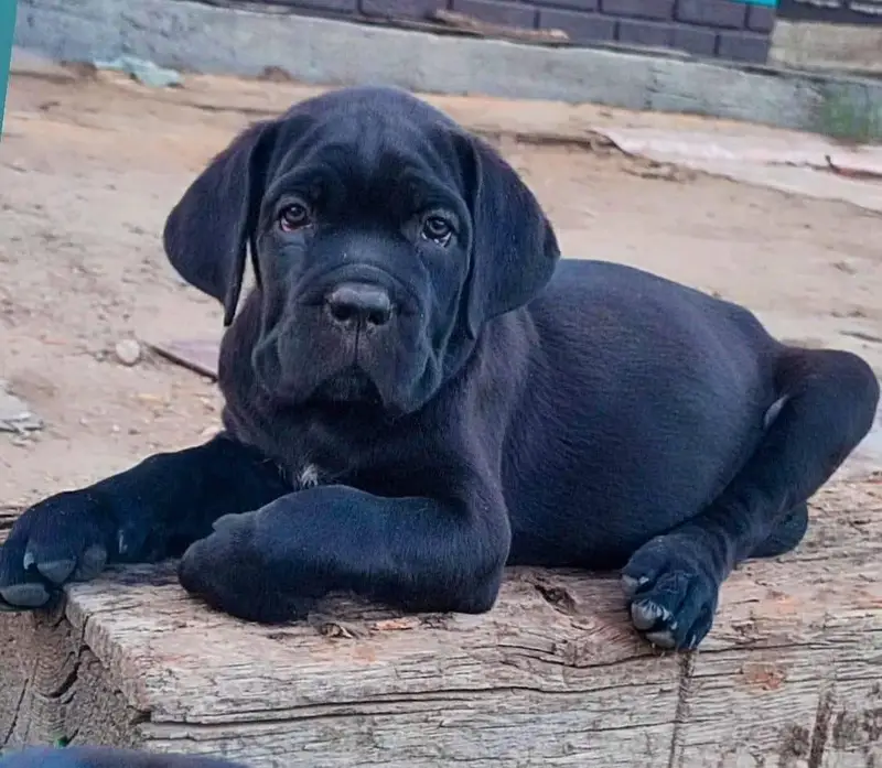 IMPORTED CANE CORSO PUPPIES ARE AVAILABLE FOR SALE — photo 2