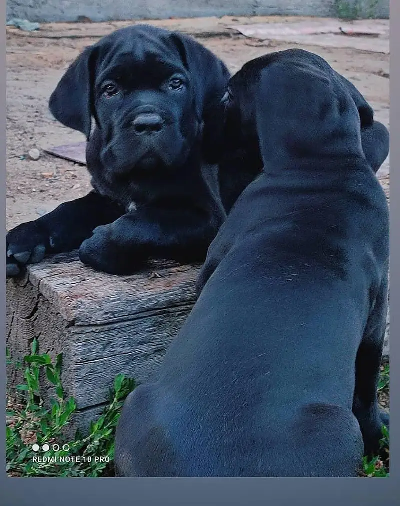 IMPORTED CANE CORSO PUPPIES ARE AVAILABLE FOR SALE — photo 3