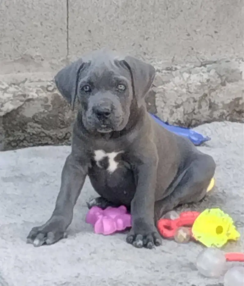 IMPORTED CANE CORSO PUPPIES ARE AVAILABLE FOR SALE — photo 4
