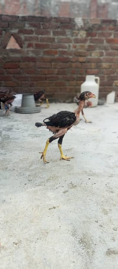 ASEEL CHICKS || ASEEL PATHA || HOMEBREED