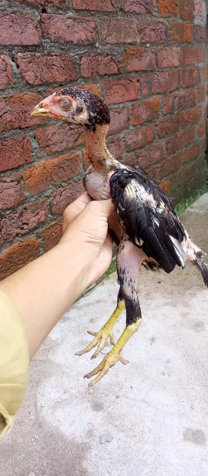 ASEEL CHICKS || ASEEL PATHA || HOMEBREED — photo 2