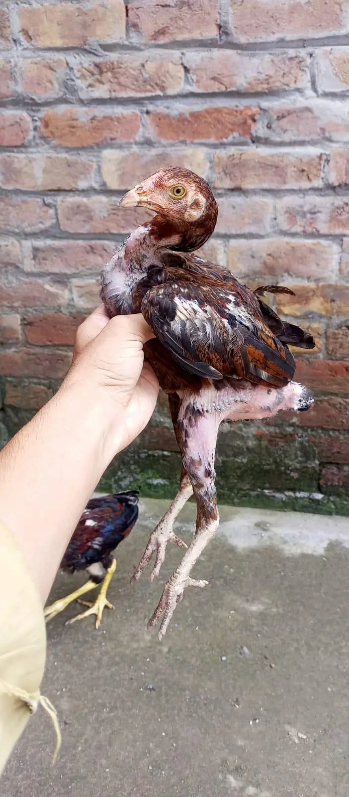 ASEEL CHICKS || ASEEL PATHA || HOMEBREED — photo 3