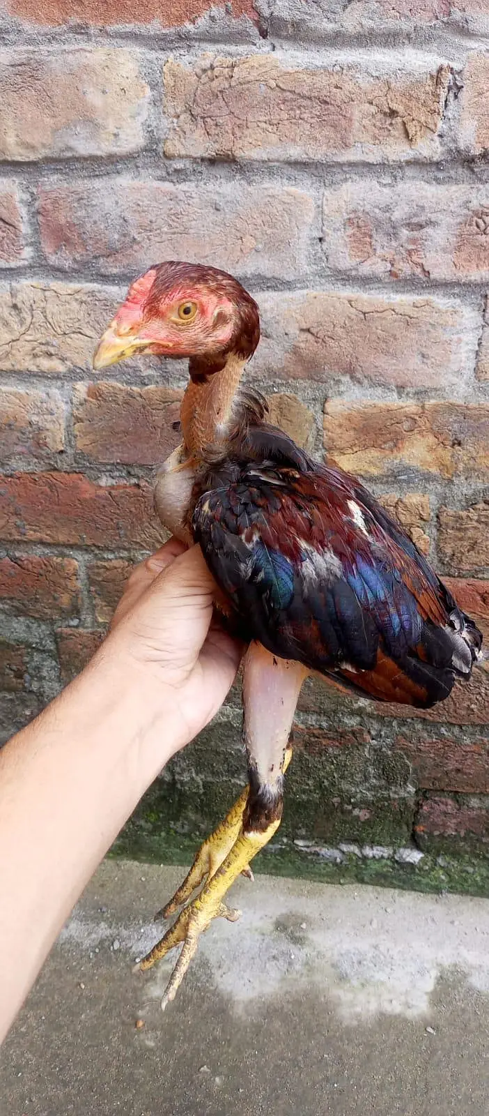 ASEEL CHICKS || ASEEL PATHA || HOMEBREED — photo 4