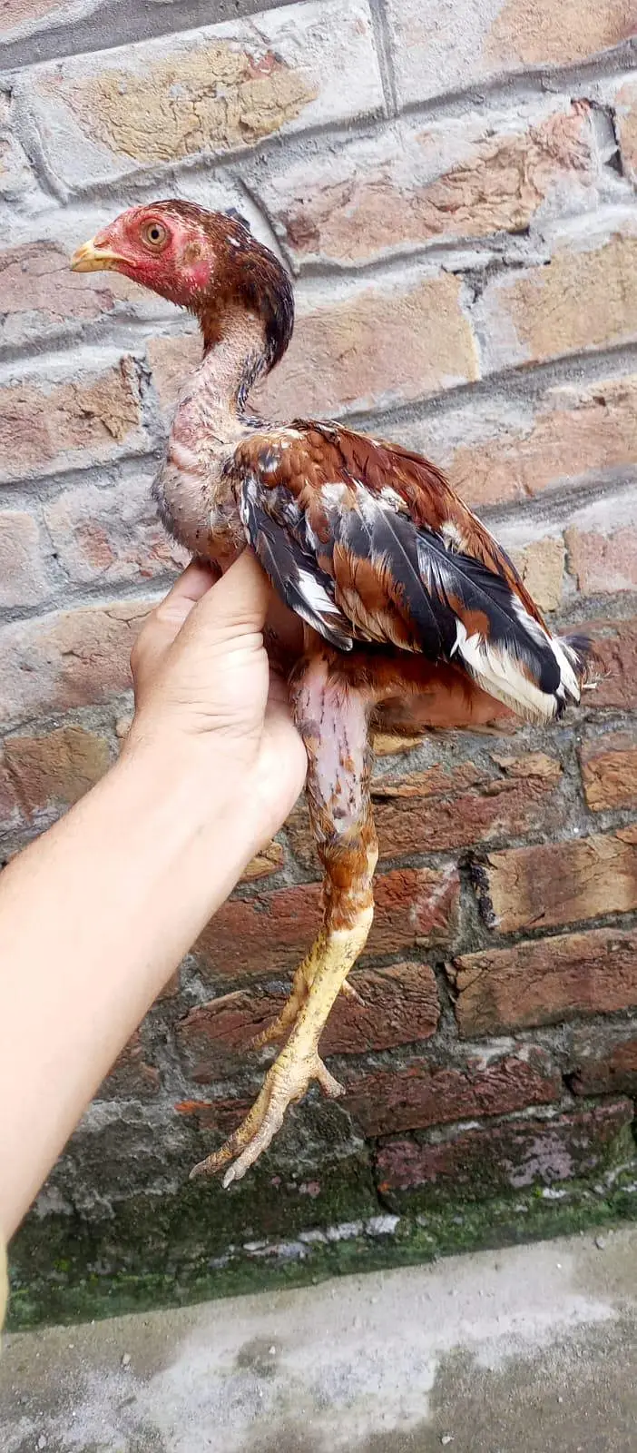 ASEEL CHICKS || ASEEL PATHA || HOMEBREED — photo 5