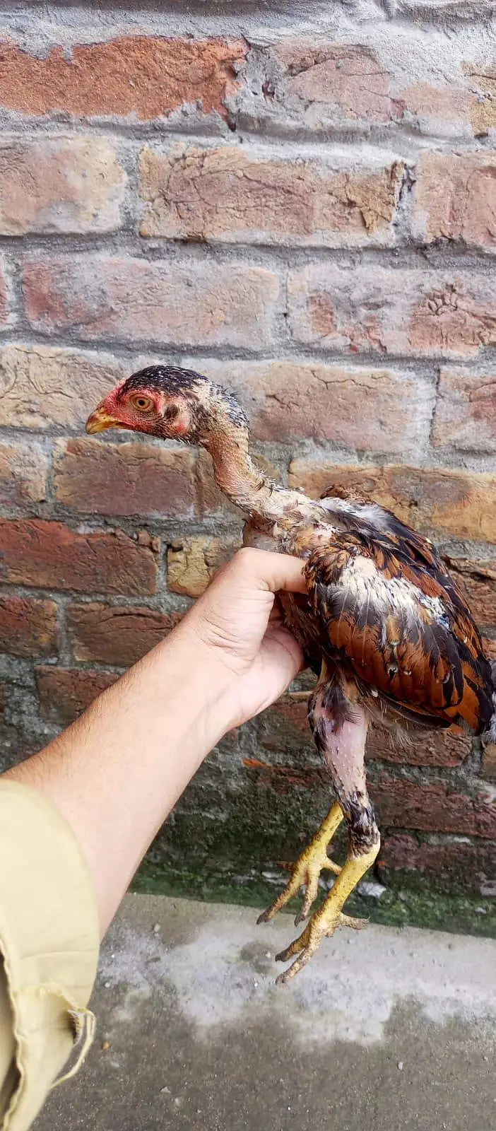 ASEEL CHICKS || ASEEL PATHA || HOMEBREED — photo 6