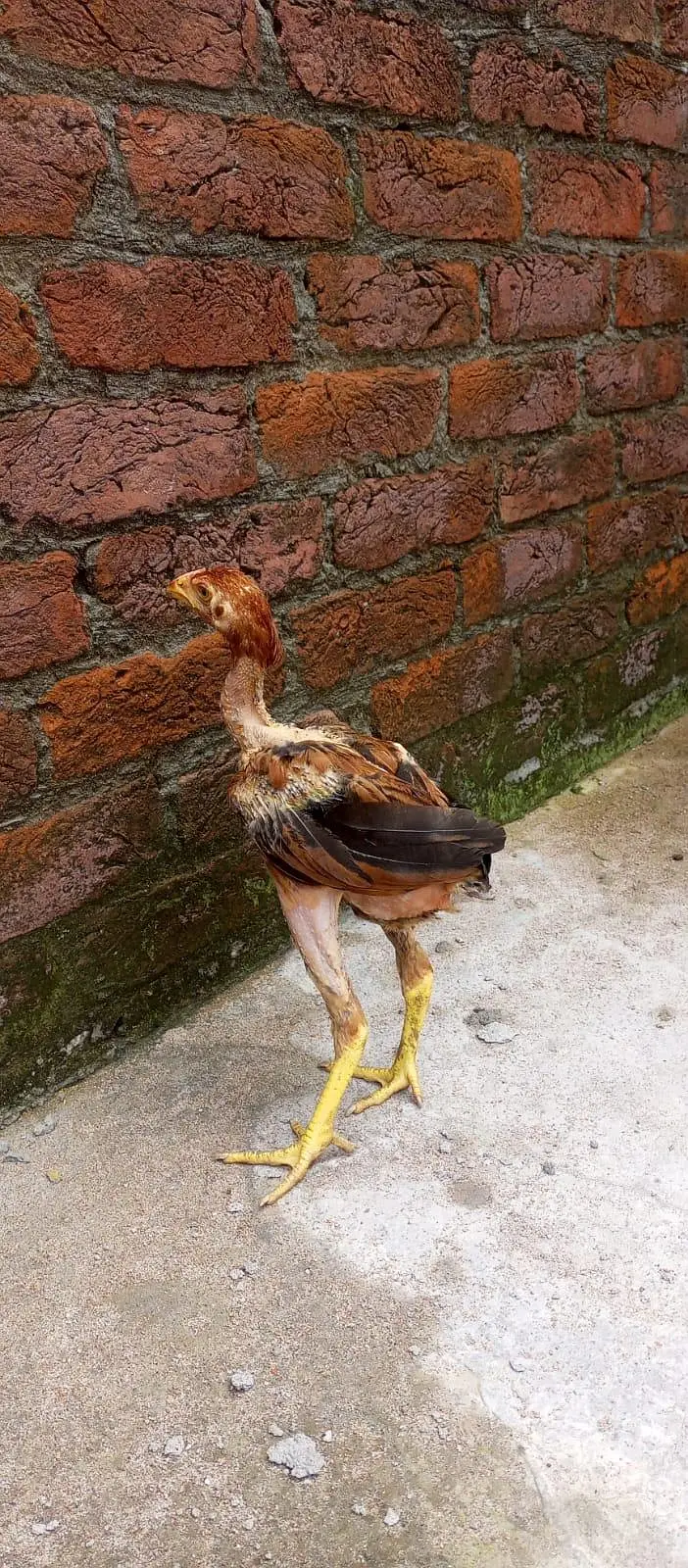 ASEEL CHICKS || ASEEL PATHA || HOMEBREED — photo 7