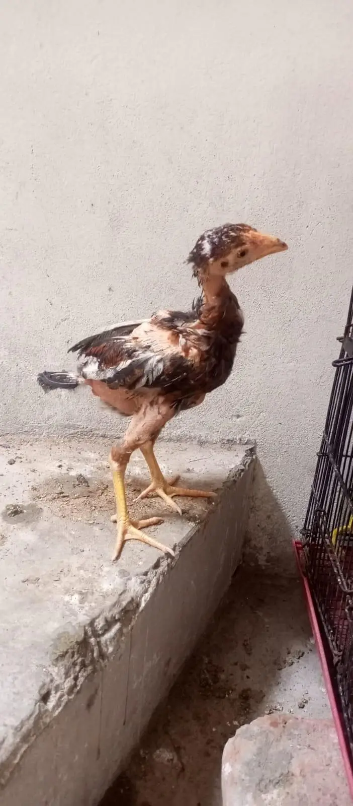 ASEEL CHICKS || ASEEL PATHA || HOMEBREED — photo 8