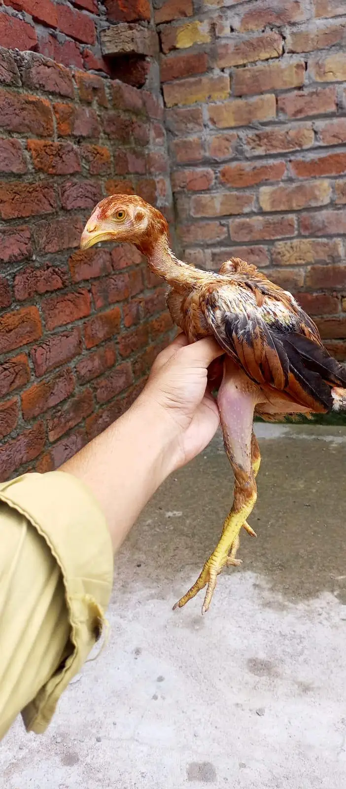 ASEEL CHICKS || ASEEL PATHA || HOMEBREED — photo 9