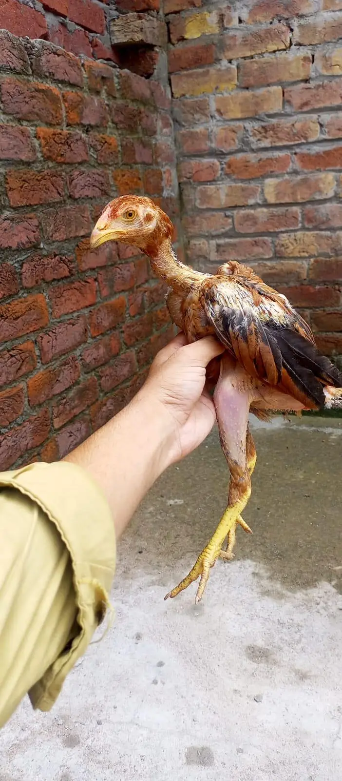 ASEEL CHICKS || ASEEL PATHA || HOMEBREED — photo 10