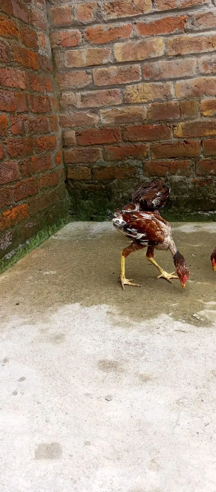 ASEEL CHICKS || ASEEL PATHA || HOMEBREED — photo 11