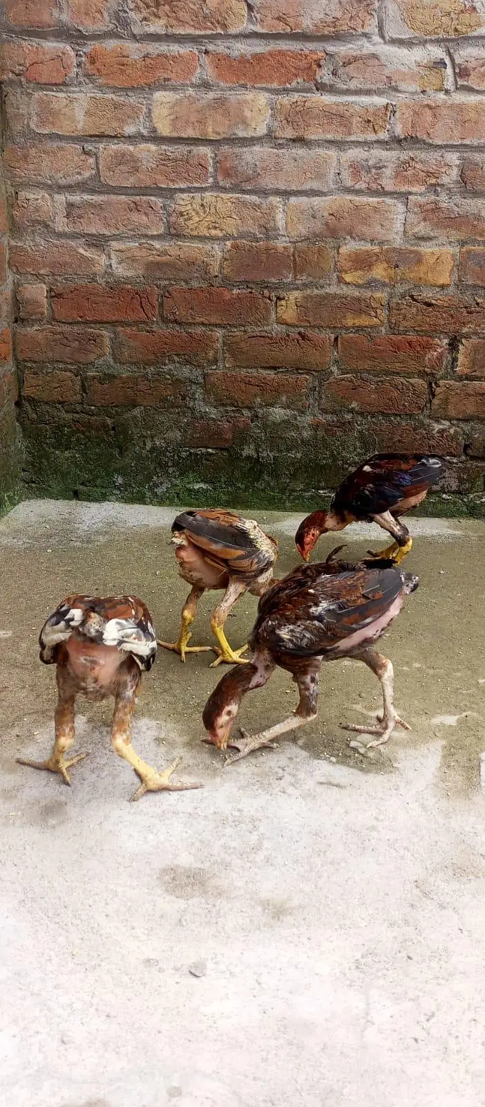 ASEEL CHICKS || ASEEL PATHA || HOMEBREED — photo 12