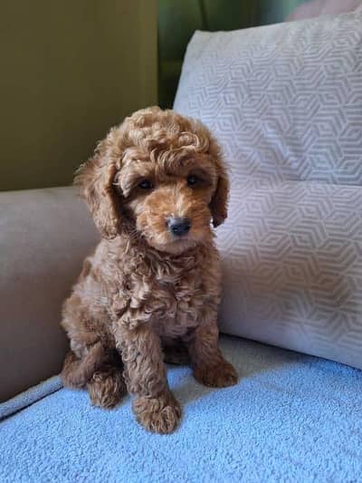 TOP QUALITY TOY POODLE PUPPIES AVAILABLE FOR SALE