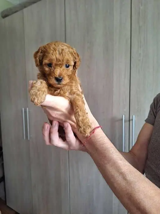 TOP QUALITY TOY POODLE PUPPIES AVAILABLE FOR SALE — photo 2