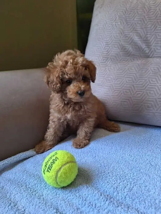 TOP QUALITY TOY POODLE PUPPIES AVAILABLE FOR SALE — photo 3