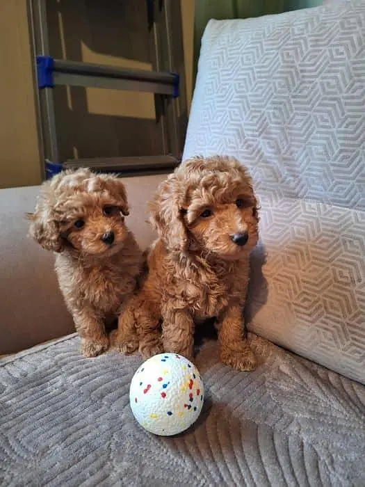 TOP QUALITY TOY POODLE PUPPIES AVAILABLE FOR SALE — photo 4
