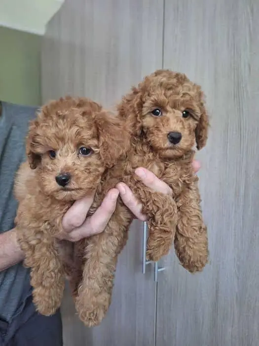 TOP QUALITY TOY POODLE PUPPIES AVAILABLE FOR SALE — photo 5