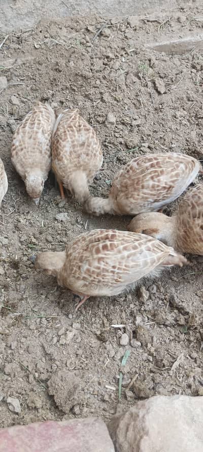 Irani pathy for sale